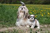 SHIH TZU 227